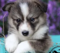 Bentley, a male Pomeranian for sale in Lombard, IL – 1 of 8