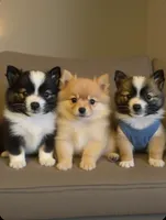 Bentley, a male Pomeranian for sale in Lombard, IL – 7 of 8