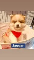 Jaguar , a male Pomeranian for sale in Lombard, IL – 7 of 10
