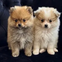 Jaguar , a male Pomeranian for sale in Lombard, IL – 2 of 9