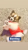 Jaguar , a male Pomeranian for sale in Lombard, IL – 9 of 10