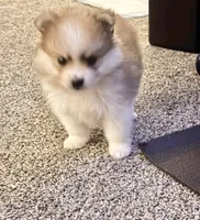 Bentley, a male Pomeranian for sale in Lombard, IL – 4 of 8
