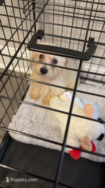 Nugget  – Bichon Frise, Shih Tzu puppy for sale in Raleigh, NC