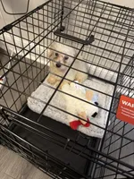 Nugget , a male Bichon Frise and Shih Tzu for sale in Raleigh, NC – 2 of 2