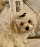 Charlie, a male Pomapoo for sale in Springville, AL – 2 of 10