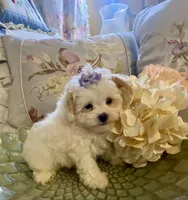Sassy, a female Pomapoo for sale in Springville, AL – 1 of 3