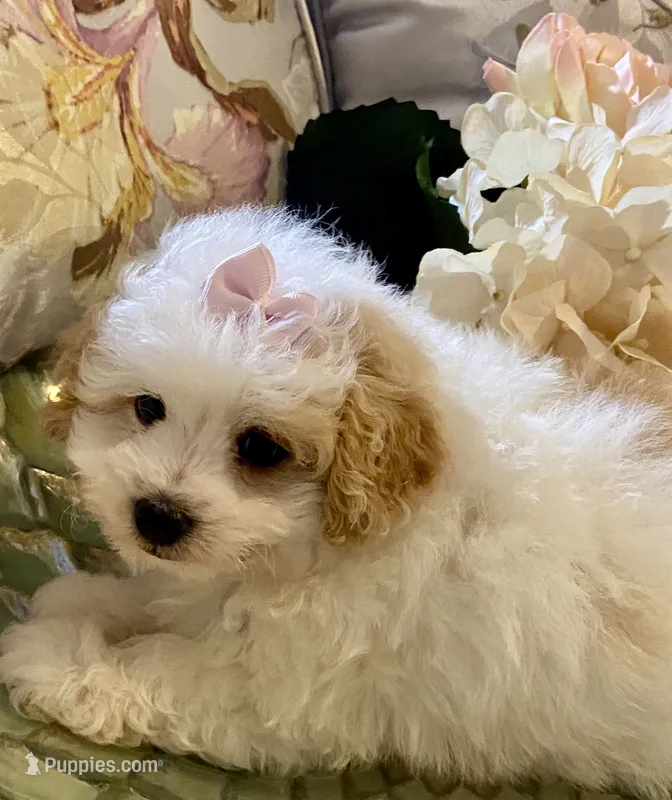 Gracie – Pomapoo puppy for sale in Springville, AL