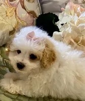 Gracie, a female Pomapoo for sale in Springville, AL – 1 of 2