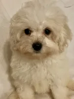 Charlie, a male Pomapoo for sale in Springville, AL – 6 of 10