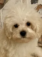 Charlie, a male Pomapoo for sale in Springville, AL – 1 of 10