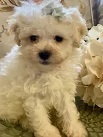 Armani, a male Pomapoo for sale in Springville, AL – 2 of 2