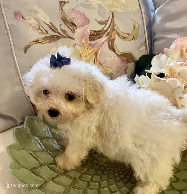 Gertie – Pomapoo puppy for sale in Springville, AL