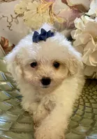 Gertie, a female Pomapoo for sale in Springville, AL – 3 of 3