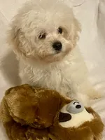 Charlie, a male Pomapoo for sale in Springville, AL – 5 of 10