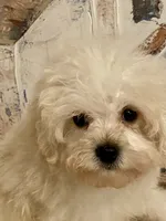 Charlie, a male Pomapoo for sale in Springville, AL – 7 of 10