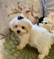 Gertie, a female Pomapoo for sale in Springville, AL – 2 of 3