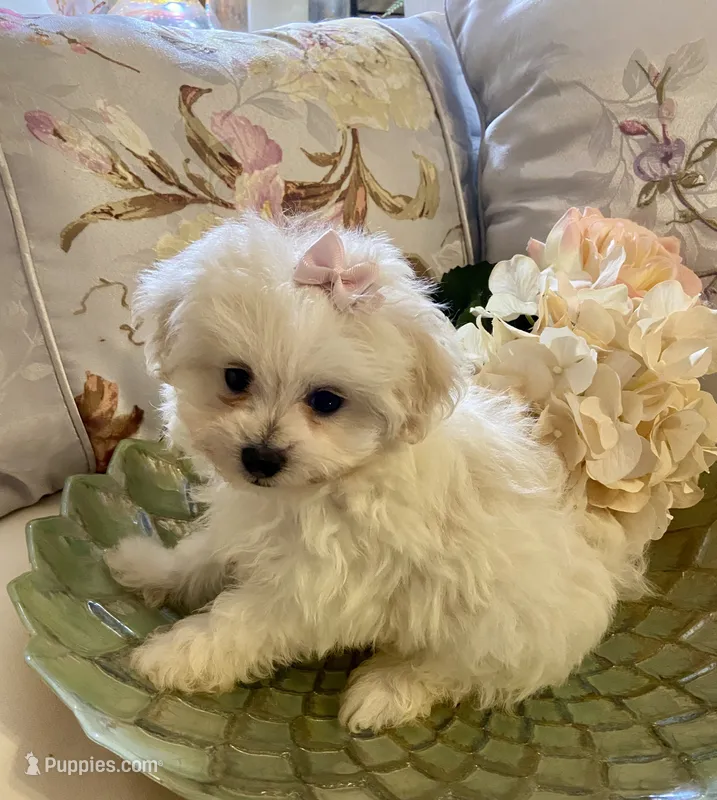 Dolly – Pomapoo puppy for sale in Springville, AL