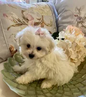 Dolly, a female Pomapoo for sale in Springville, AL – 1 of 2