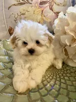 Ella, a female Pomapoo for sale in Springville, AL – 2 of 2