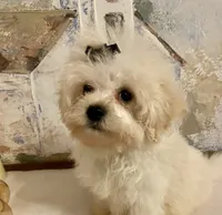 Charlie, a male Pomapoo for sale in Springville, AL – 10 of 10