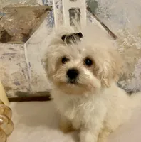 Charlie, a male Pomapoo for sale in Springville, AL – 9 of 10