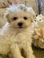 Armani, a male Pomapoo for sale in Springville, AL – 1 of 2