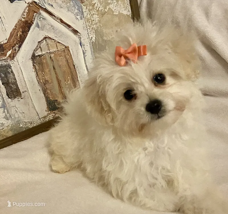 Dolly – Pomapoo puppy for sale in Springville, AL