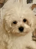 Charlie, a male Pomapoo for sale in Springville, AL – 3 of 10