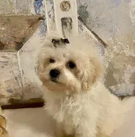 Charlie, a male Pomapoo for sale in Springville, AL – 8 of 10