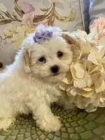 Sassy, a female Pomapoo for sale in Springville, AL – 2 of 3