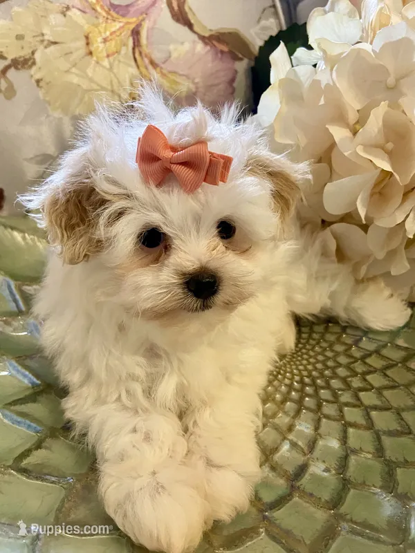 Ella – Pomapoo puppy for sale in Springville, AL