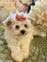 Ella, a female Pomapoo for sale in Springville, AL – 1 of 2