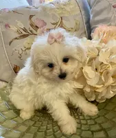Dolly, a female Pomapoo for sale in Springville, AL – 2 of 2