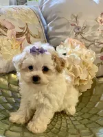 Sassy, a female Pomapoo for sale in Springville, AL – 3 of 3