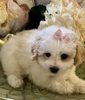 Gracie, a female Pomapoo for sale in Springville, AL – 2 of 2