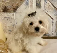 Charlie, a male Pomapoo for sale in Springville, AL – 4 of 10