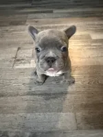 Sully, a male French Bulldog for sale in Franklin, PA – 2 of 6
