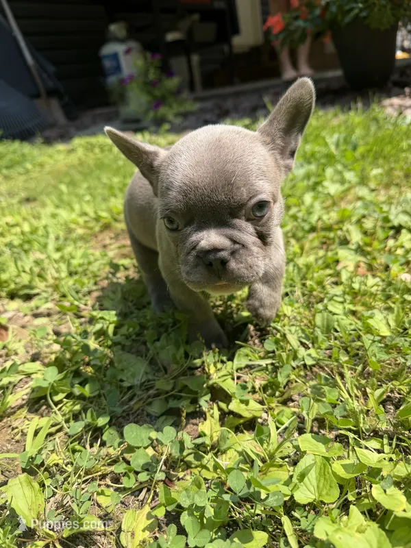 Sully – French Bulldog puppy for sale in Franklin, PA
