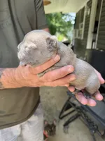 Sully, a male French Bulldog for sale in Franklin, PA – 5 of 6