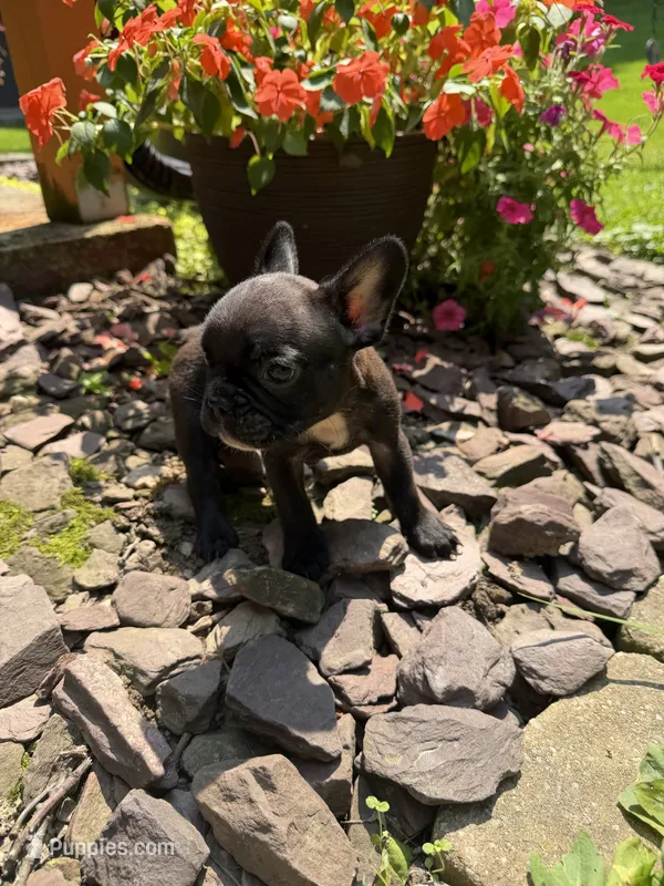 Cash  – French Bulldog puppy for sale in Franklin, PA