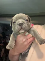 Sully, a male French Bulldog for sale in Franklin, PA – 3 of 6