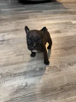 Cash , a male French Bulldog for sale in Franklin, PA – 6 of 6