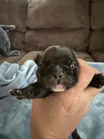 Cash , a male French Bulldog for sale in Franklin, PA – 5 of 6