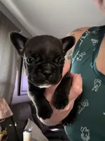 Cash , a male French Bulldog for sale in Franklin, PA – 2 of 6