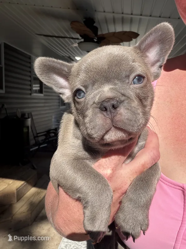 Sully – French Bulldog puppy for sale in Franklin, PA