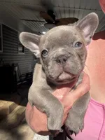 Sully, a male French Bulldog for sale in Franklin, PA – 1 of 6