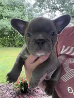 Sully, a male French Bulldog for sale in Franklin, PA – 4 of 6