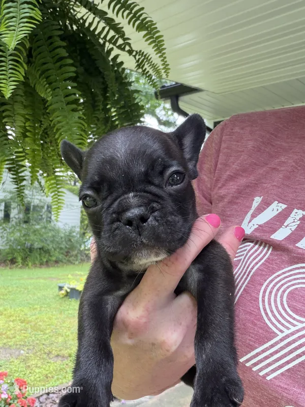 Cash  – French Bulldog puppy for sale in Franklin, PA
