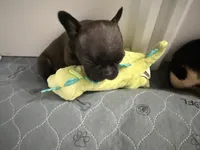 Cash , a male French Bulldog for sale in Franklin, PA – 4 of 6