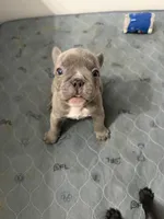 Sully, a male French Bulldog for sale in Franklin, PA – 6 of 6